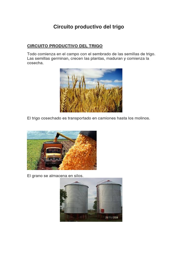 Circuito Productivo del Trigo para Niños | PDF