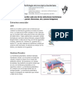 Tema 3 de Bacteriologia Lab