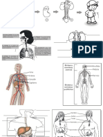 sistemas del cuerppo humano.