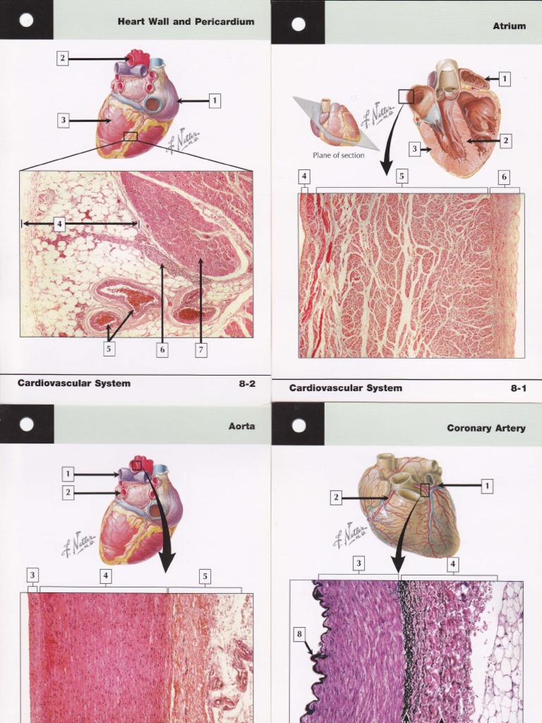 Heart Wall and Pericardium Overview | PDF