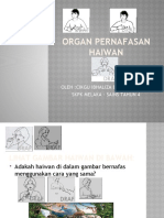 Organ Pernafasan Haiwan