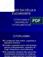 Estudo Da Célula Eucarionte