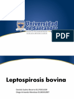Leptospirosis bovina: causas, síntomas y tratamiento