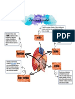 Estructura Del Encefalo