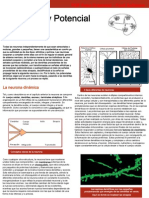 Neuronas y Potencial de Accion