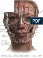 Face Anatômica