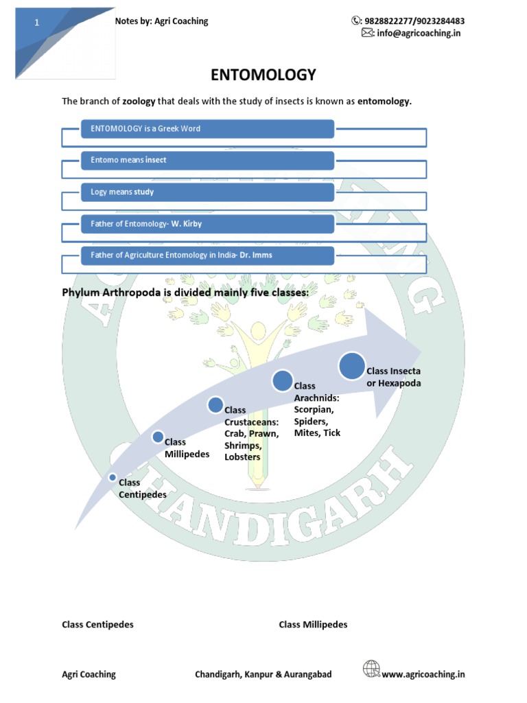 Overview of Phylum Arthropoda Classes | PDF | Insects | Fly