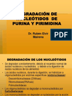 Degradación Nucleótidos I Per 2022