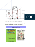 Ciclo Cardiaco y Ruidos Cardiacos