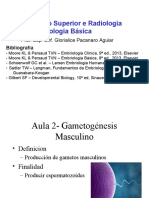 Gametogenese Masculino