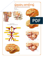 Apuntes Anatomia 7