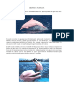 Delfines Rosados 05sep11
