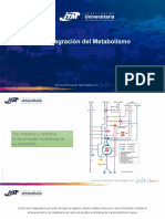 Integración Del Metabolismo