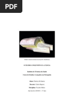 Tecido Conjuntivo e Fascia