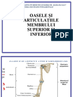 3. Oasele și articulațiile Bazinului