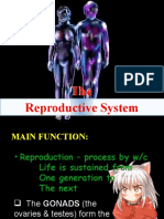 Reproductive System