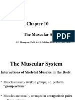 Chapter 10 - The Muscular System