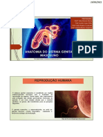 Slides de Aula - Genital Masculino