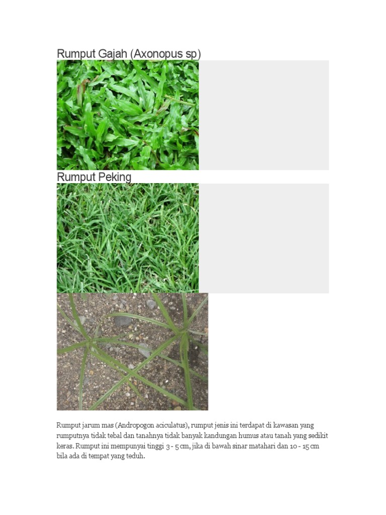 Rumput Jarum Mas: Klasifikasi & Habitat | PDF