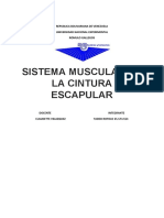 Sistema Muscular de La Cintura Escapucal