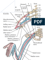 Brachial Plexus