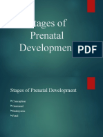 Stages of Prenatal Development