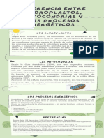 Infográfia Diferencia Entre Cloroplastos, Mitocondrías y Los Procesos Energeticos