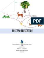 Informe Proceso Energético de Los Animales, Plantas y Levaduras
