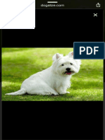 Razas de Perros West Highland White Terrier o Perro Westy - Dogalize