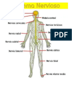 Dibujos Sistemas Del Cuerpo Humano