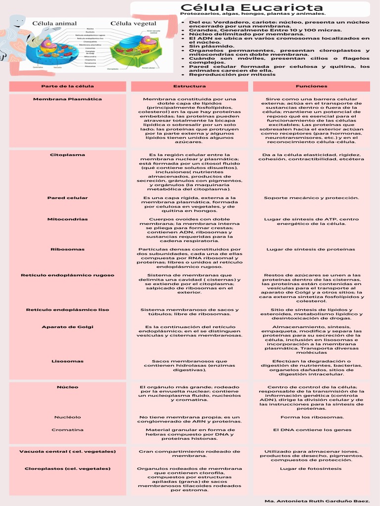 Estructura y Funciones de la Célula Eucariota | PDF | Biología Celular ...