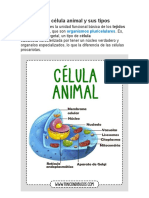 Células animales y sus tipos en