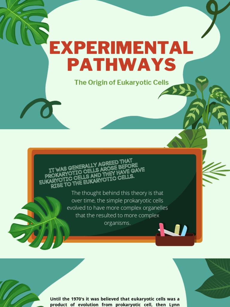 Eukaryotic Cell Evolution Explained | PDF | Eukaryotes | Cell (Biology)