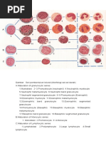 Download GAMBAR SERI LEUKOSIT by Fitra Retak SN56680232 doc pdf