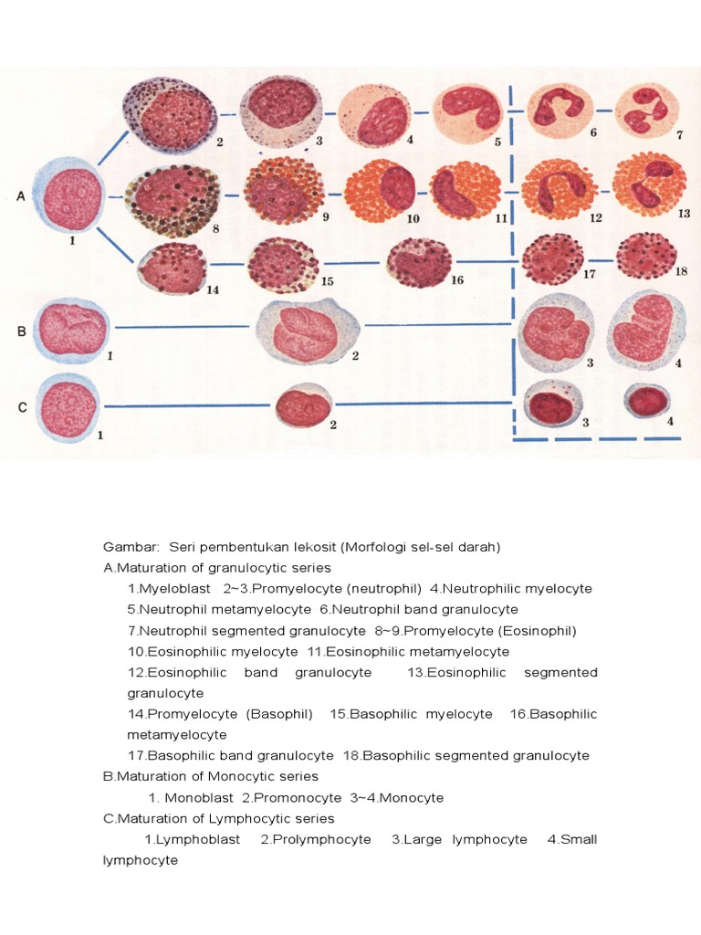  GAMBAR  SERI LEUKOSIT
