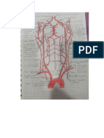 Arterias Faltantes Del Abdomen