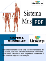 Sistema muscular: estrutura, funções e tipos de músculos