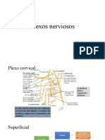 Plexos Nerviosos Presentación