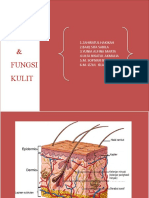 Struktur Dan Fungsi Kulit