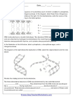 DNA Worksheet-2