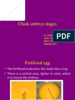 Chick Embryo Stages (Day 1 Onwards)