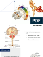 3.3 Fisiologia de La Sensibilidad