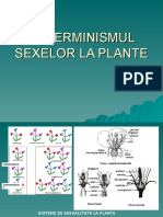 Determinismul Sexelor La Plante
