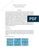 Evidencia de Cultivo de Yuca