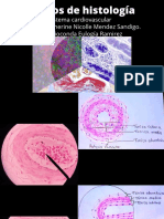 Dibujos Del Sistema Cardiovascular Histología