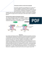 Receptores de Nucleares-Mifepristona