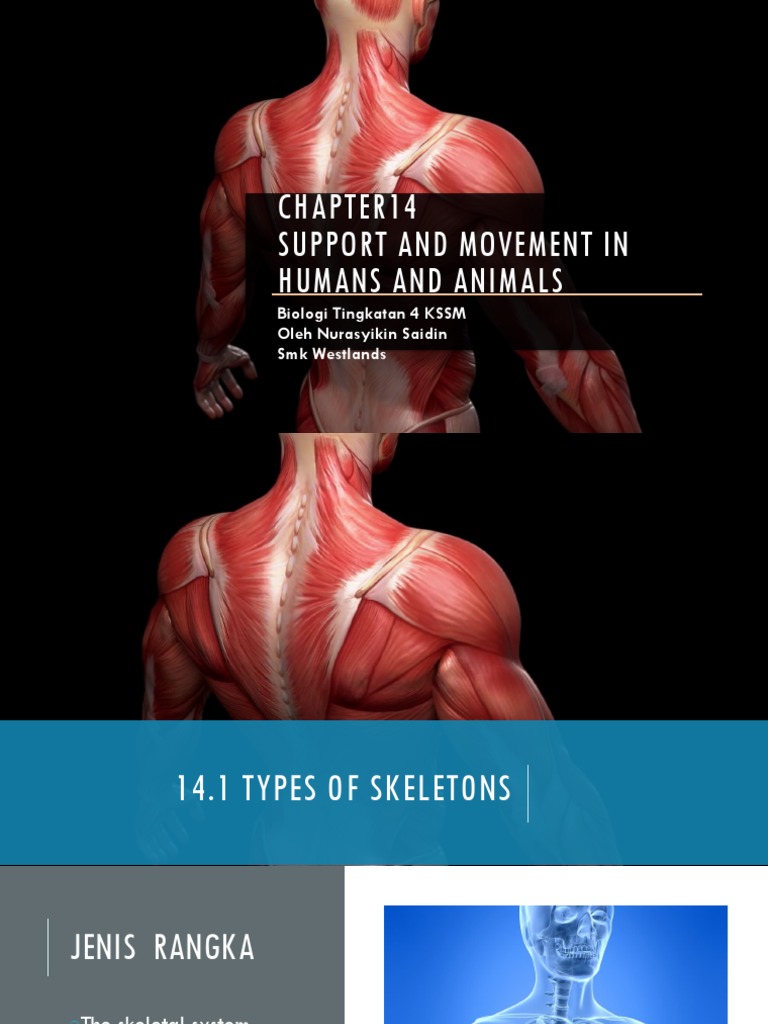 Support and Movement in Animals | PDF | Skeleton | Vertebra