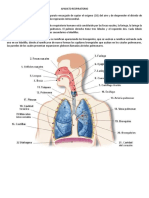 Aparato Respiratorio