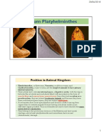 Phylum Platyhelminthes: Position in Animal Kingdom