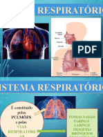 Sistema respiratório: morfologia e funções